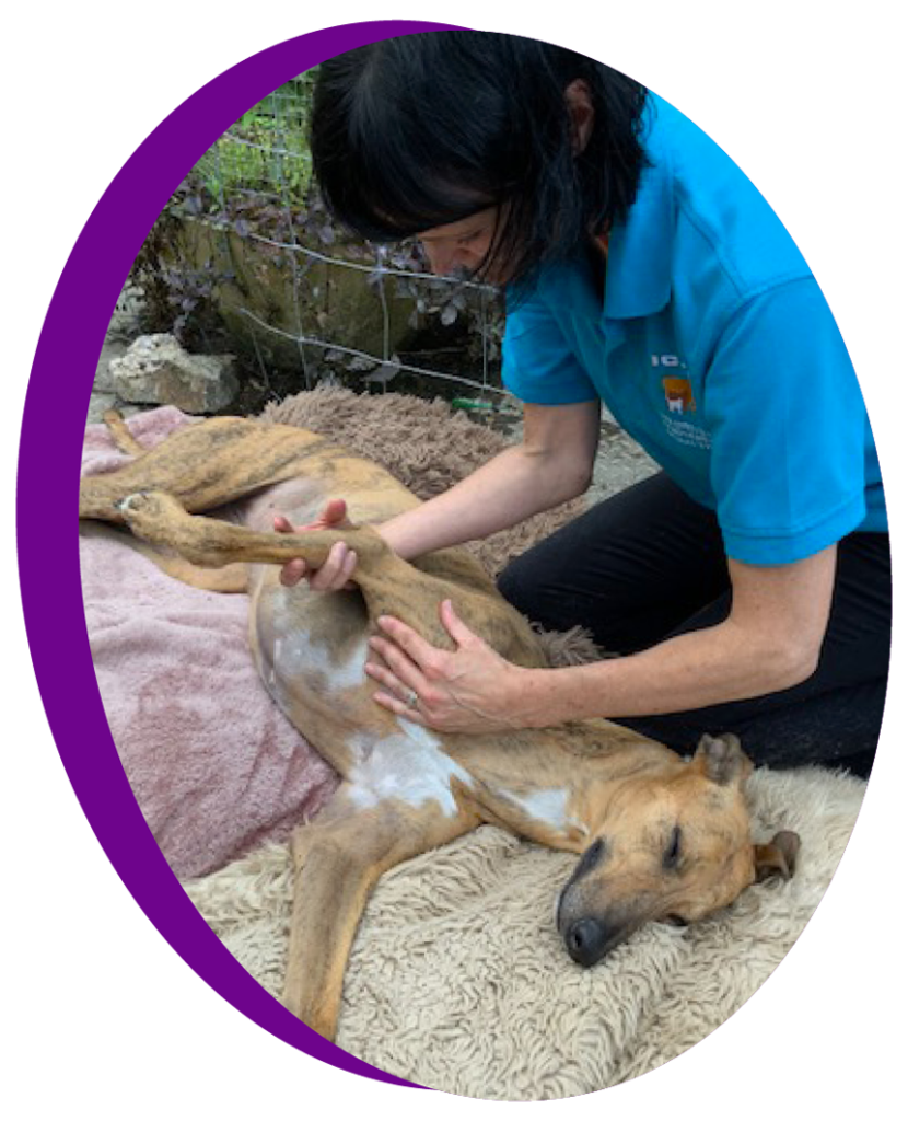 Dynamic Dogs Massage