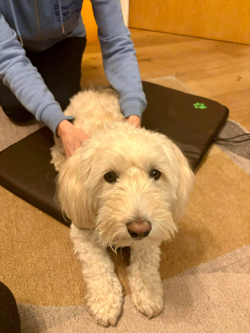 Dynamic Dogs Massage